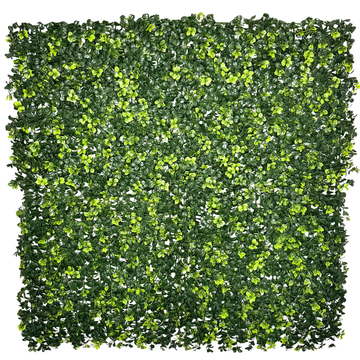 Boxwood Green