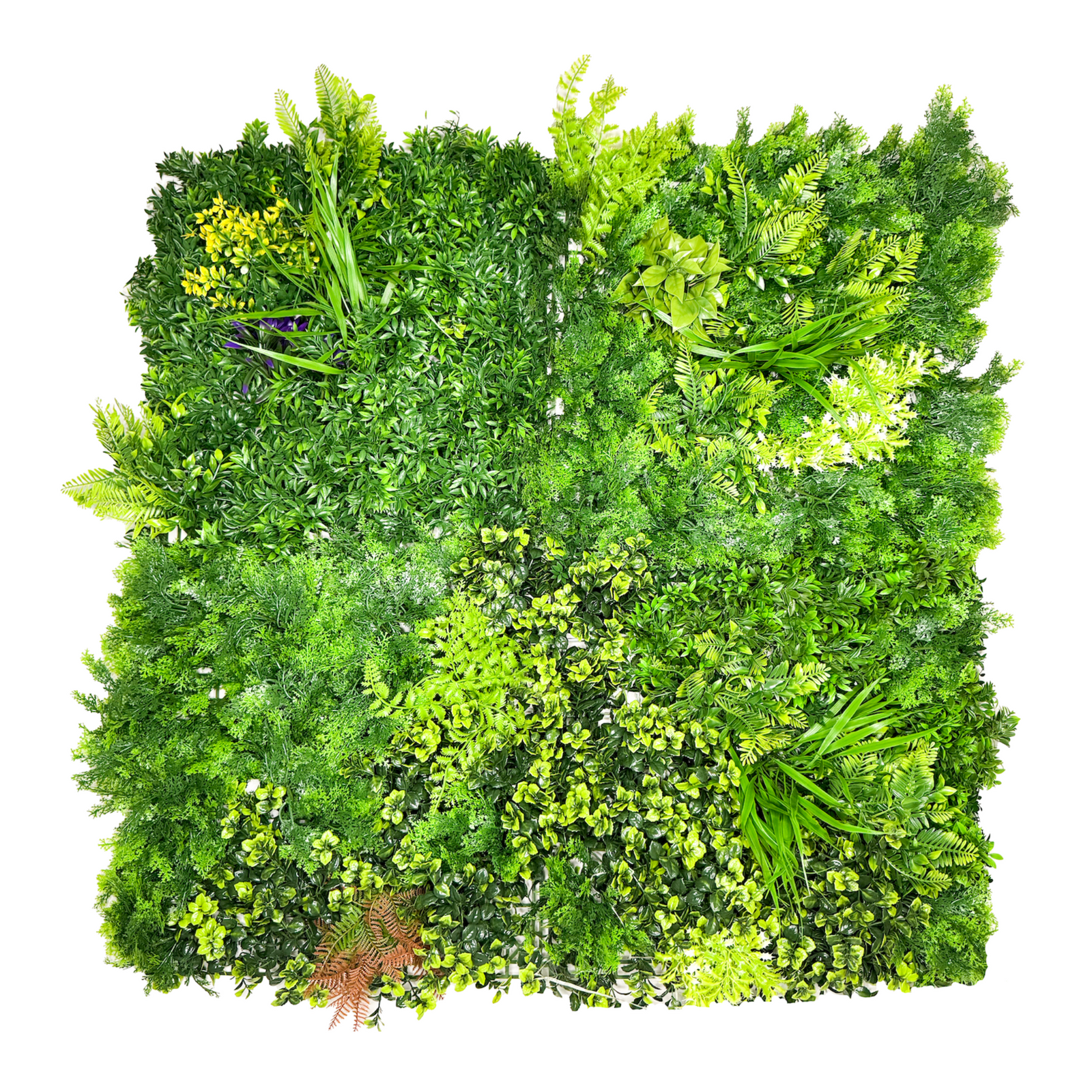 Botanical