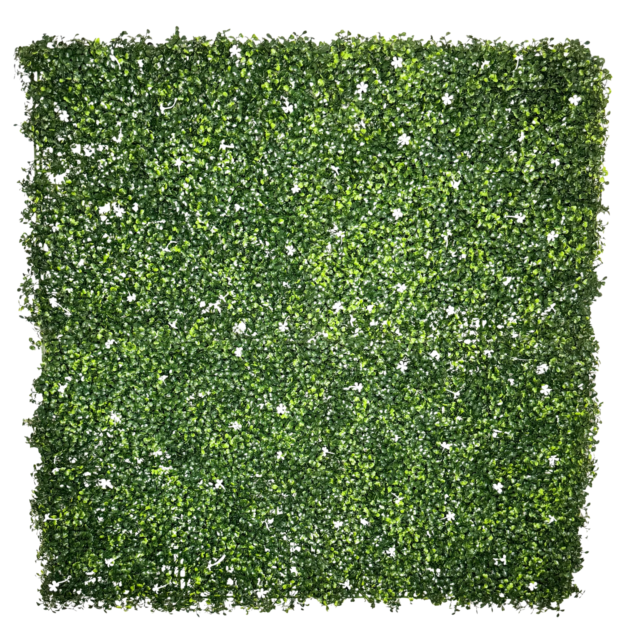 Meadow