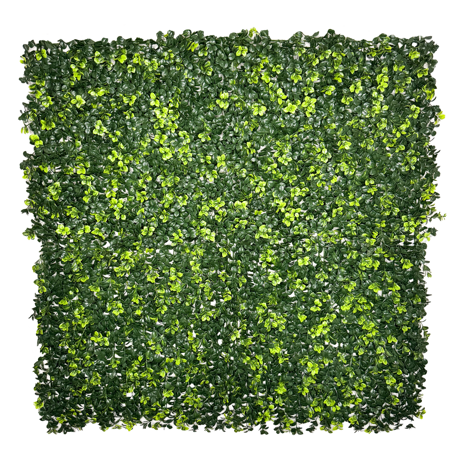 Boxwood Green